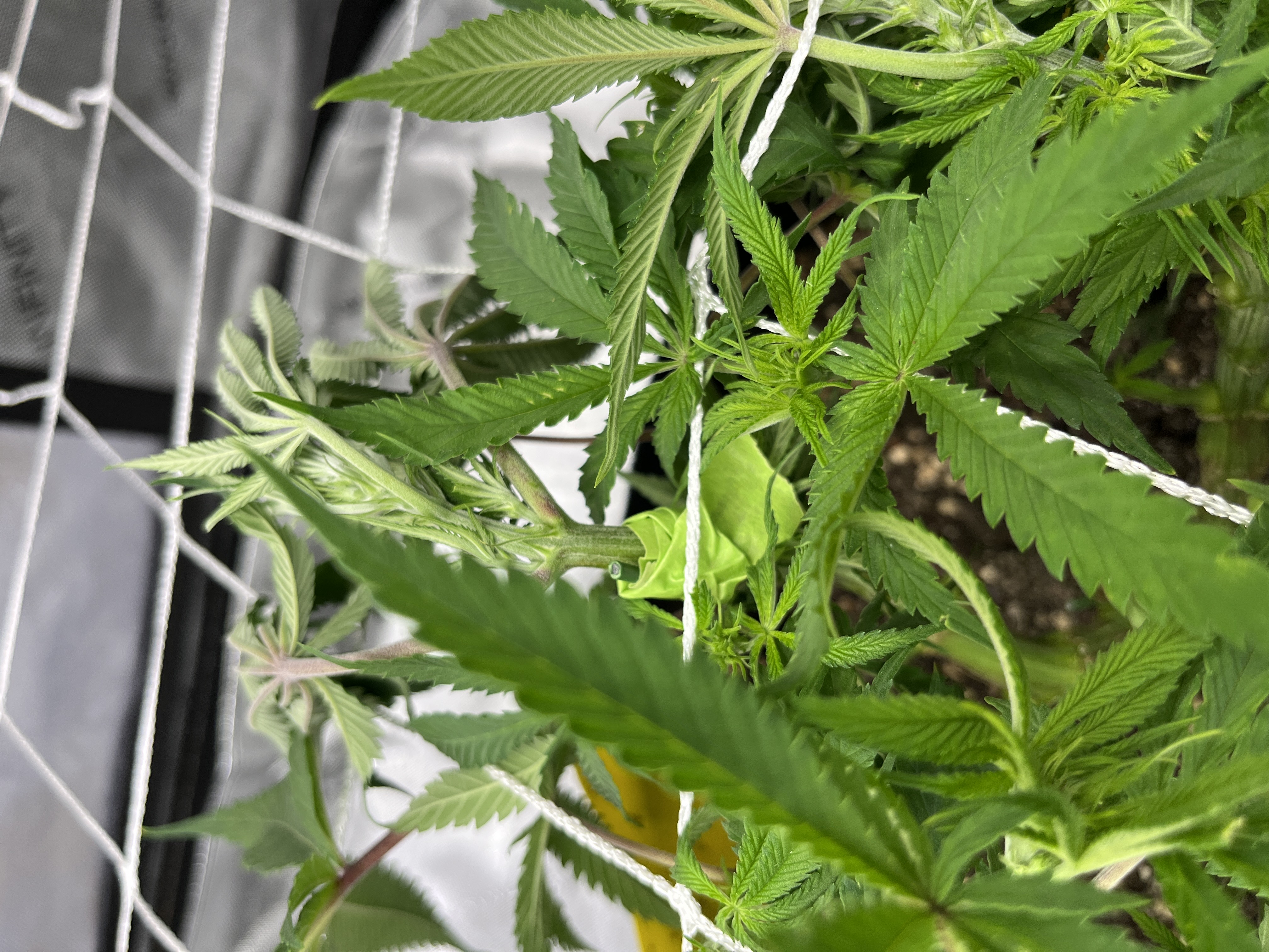 Imperial Marmalade  — none, day 17