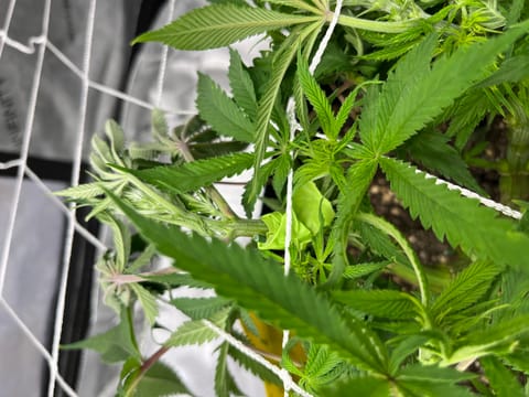Imperial Marmalade  — none, day 17