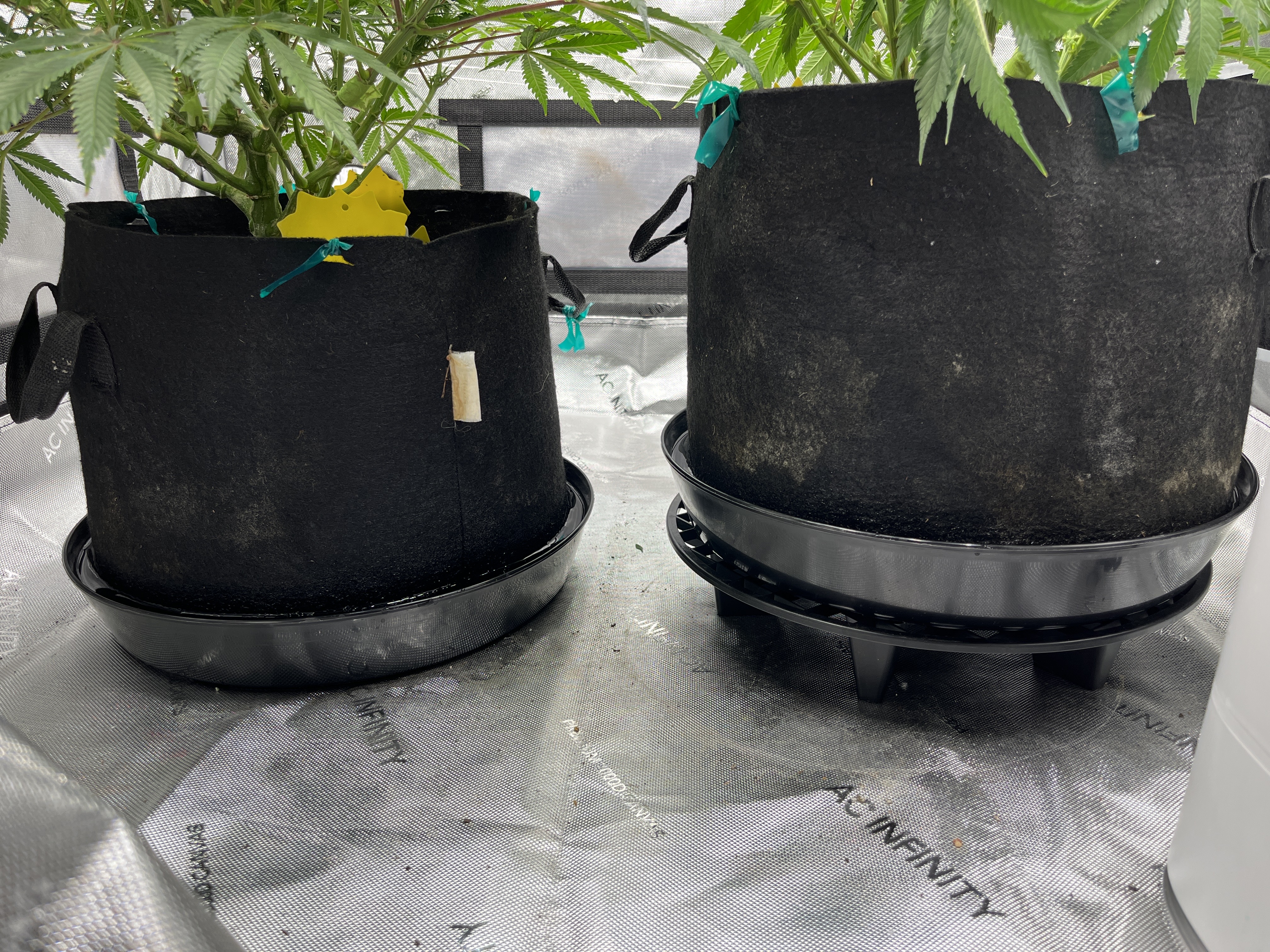 Imperial Marmalade  — none, day 17