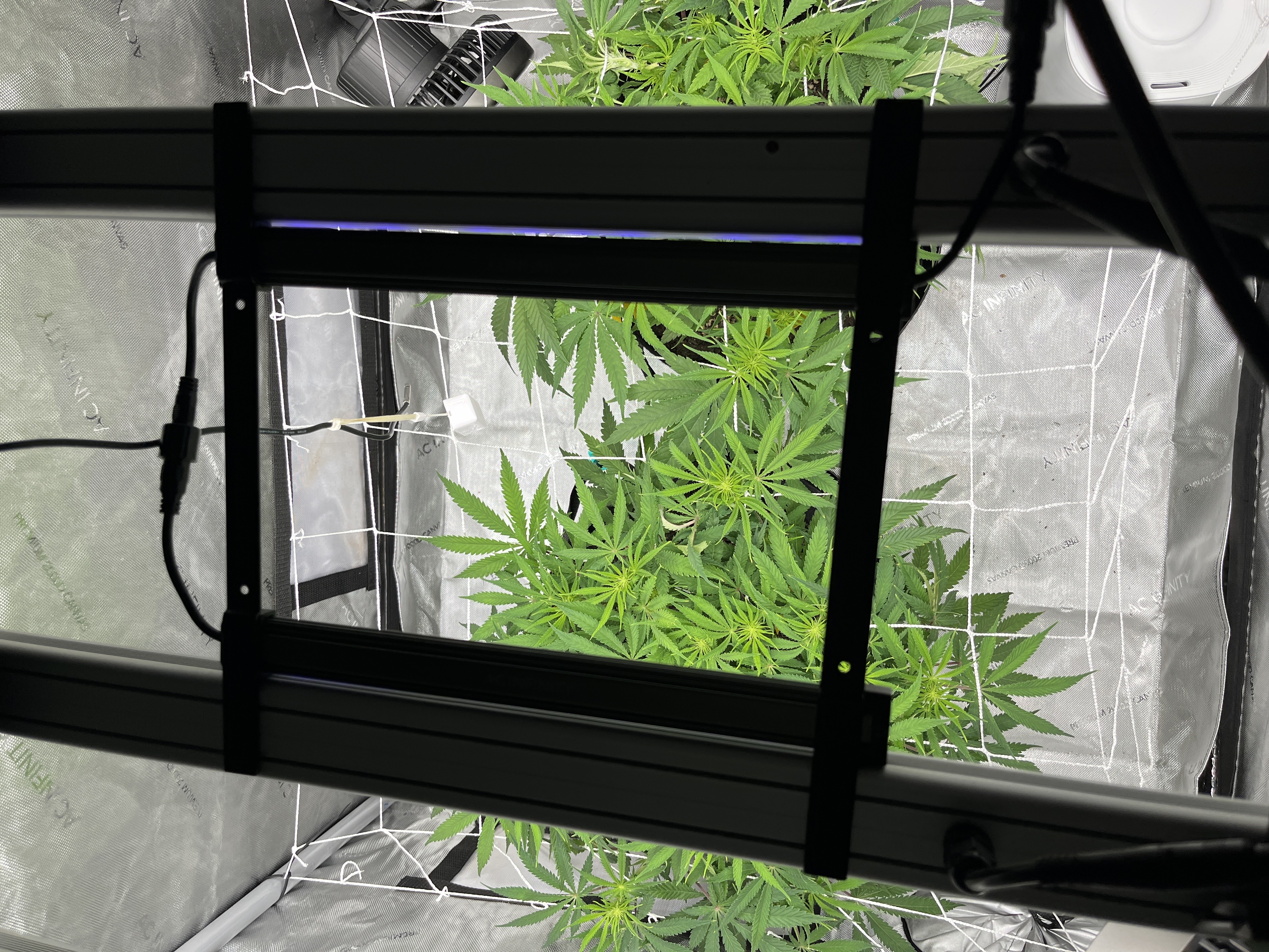 Imperial Marmalade  — flower, day 18