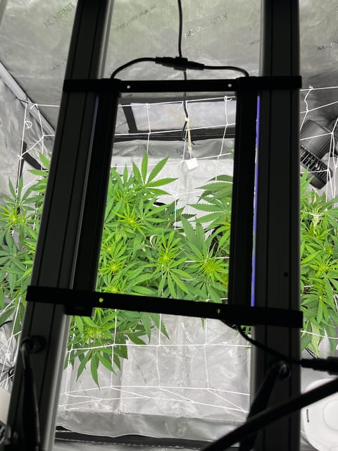 Imperial Marmalade  — flower, day 18