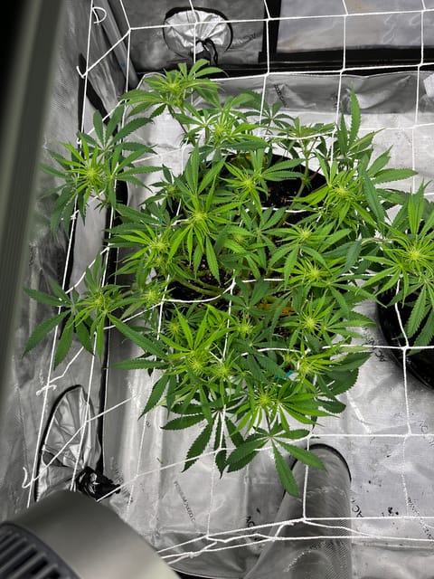 Imperial Marmalade  — flower, day 19