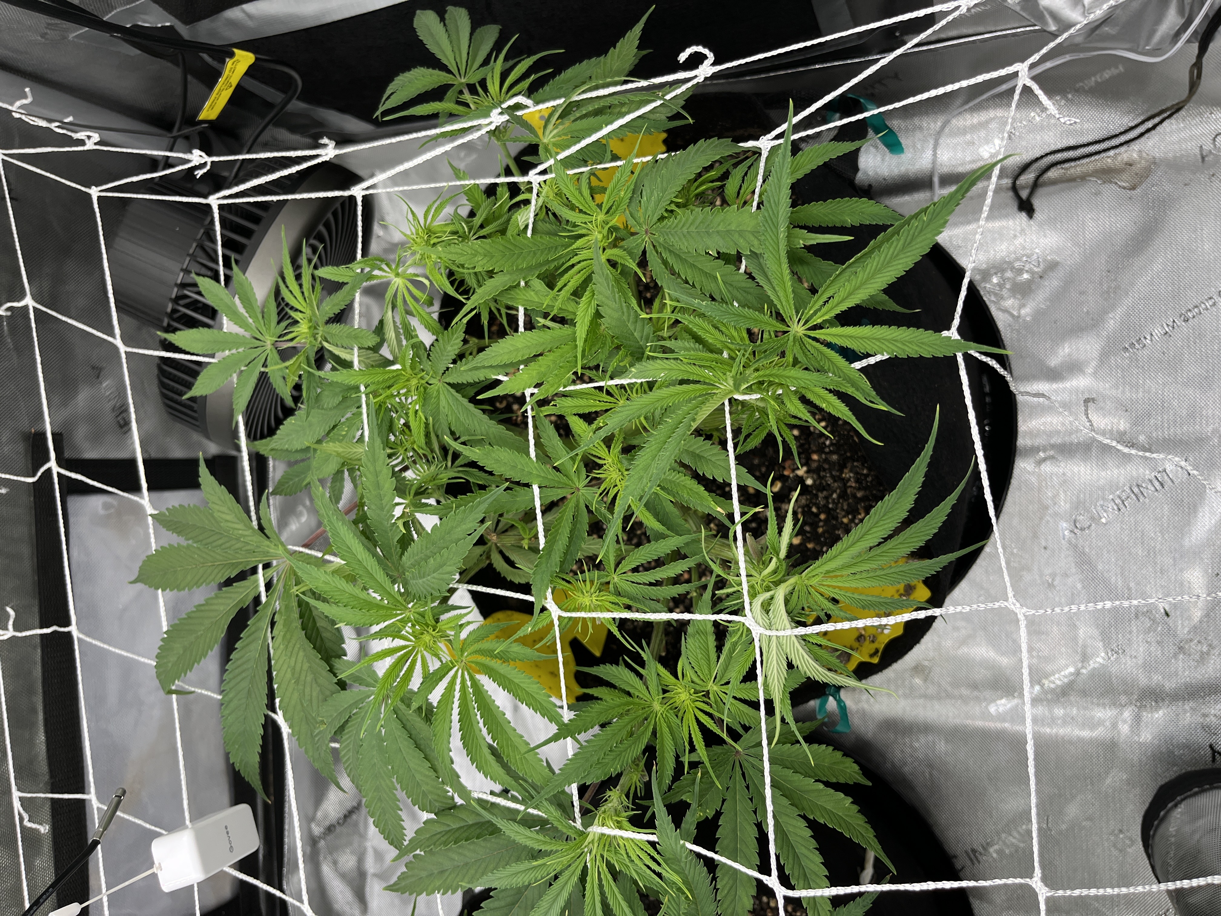 Imperial Marmalade  — flower, day 19