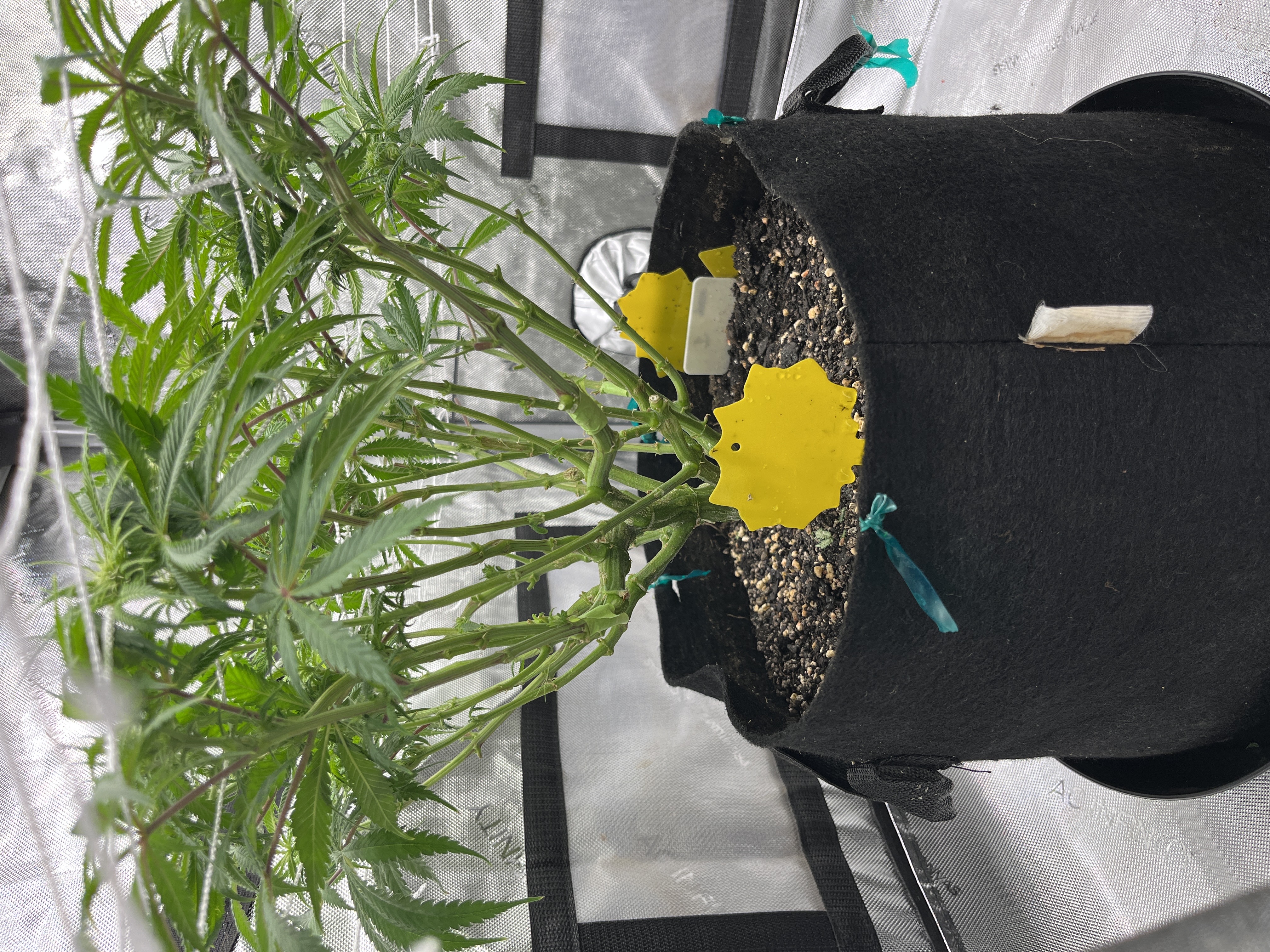 Imperial Marmalade  — flower, day 19