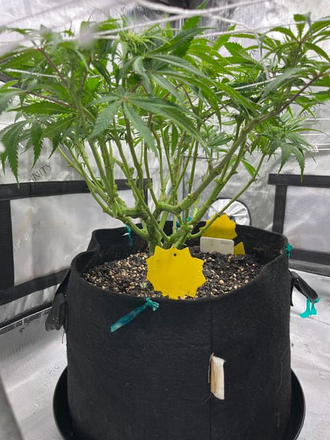 Imperial Marmalade  — flower, day 19
