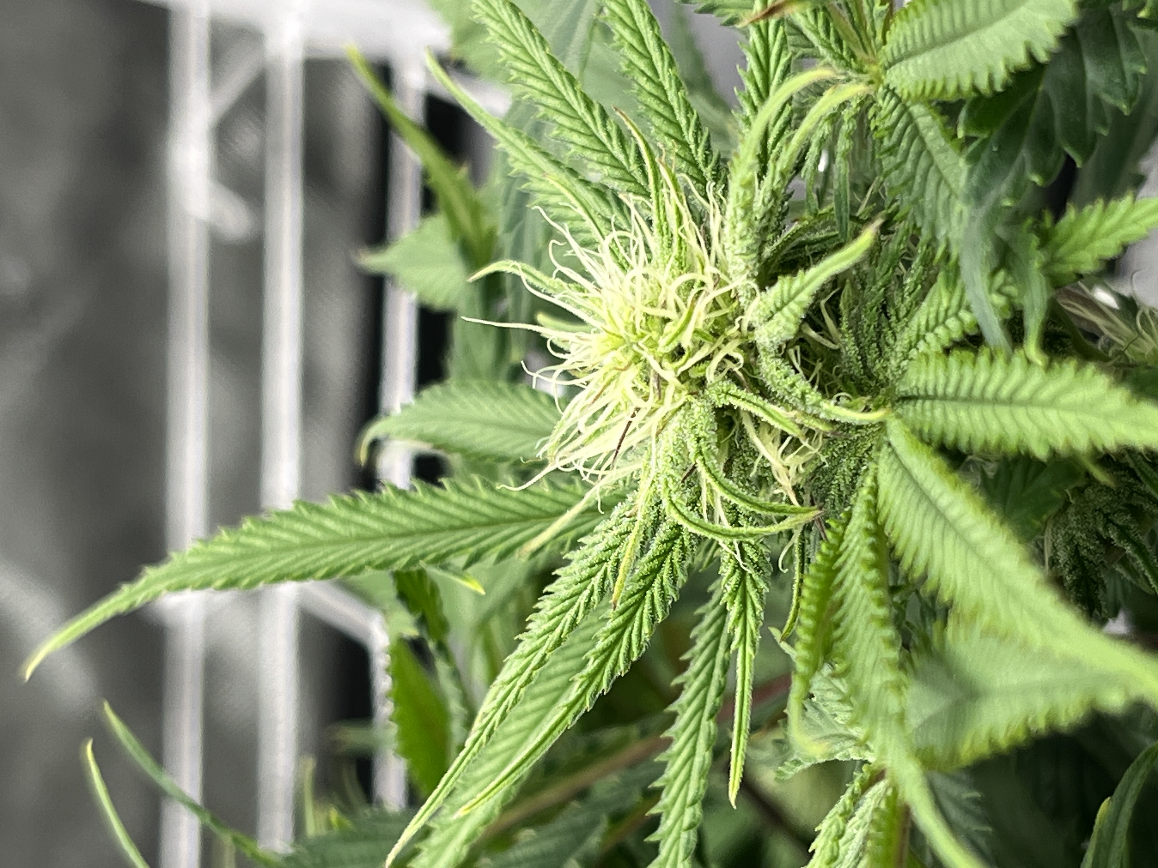 Imperial Marmalade  — flower, day 25