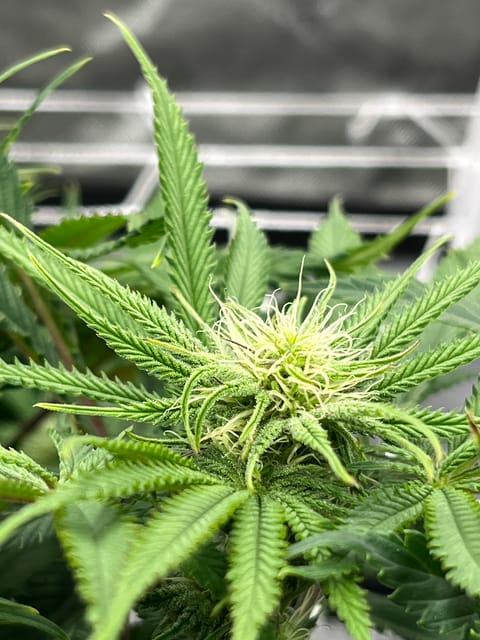 Imperial Marmalade  — flower, day 25