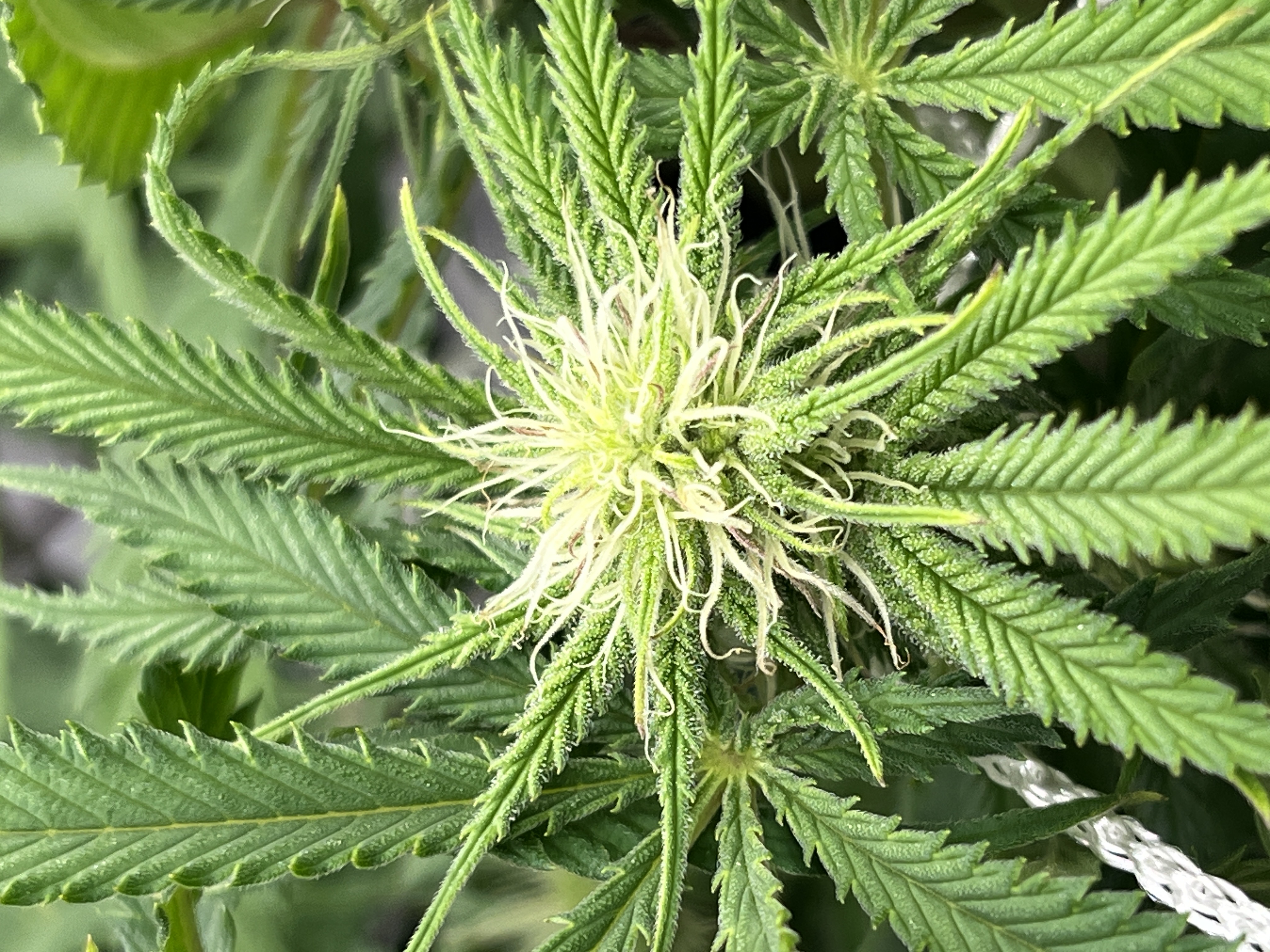 Imperial Marmalade  — flower, day 25