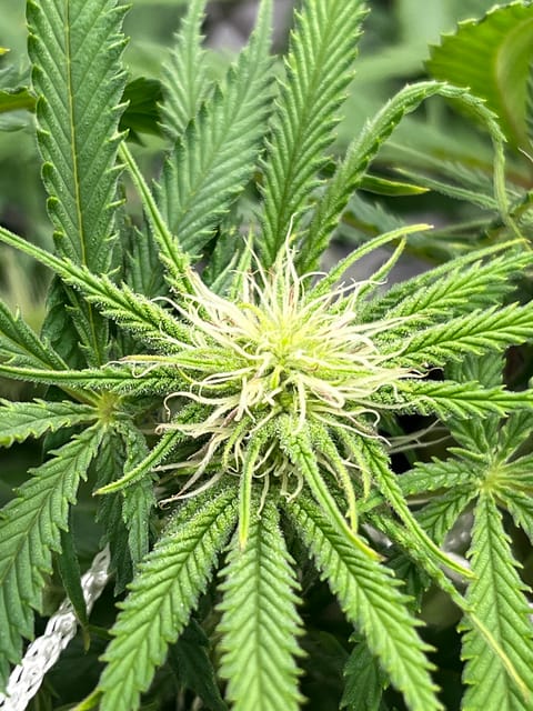 Imperial Marmalade  — flower, day 25