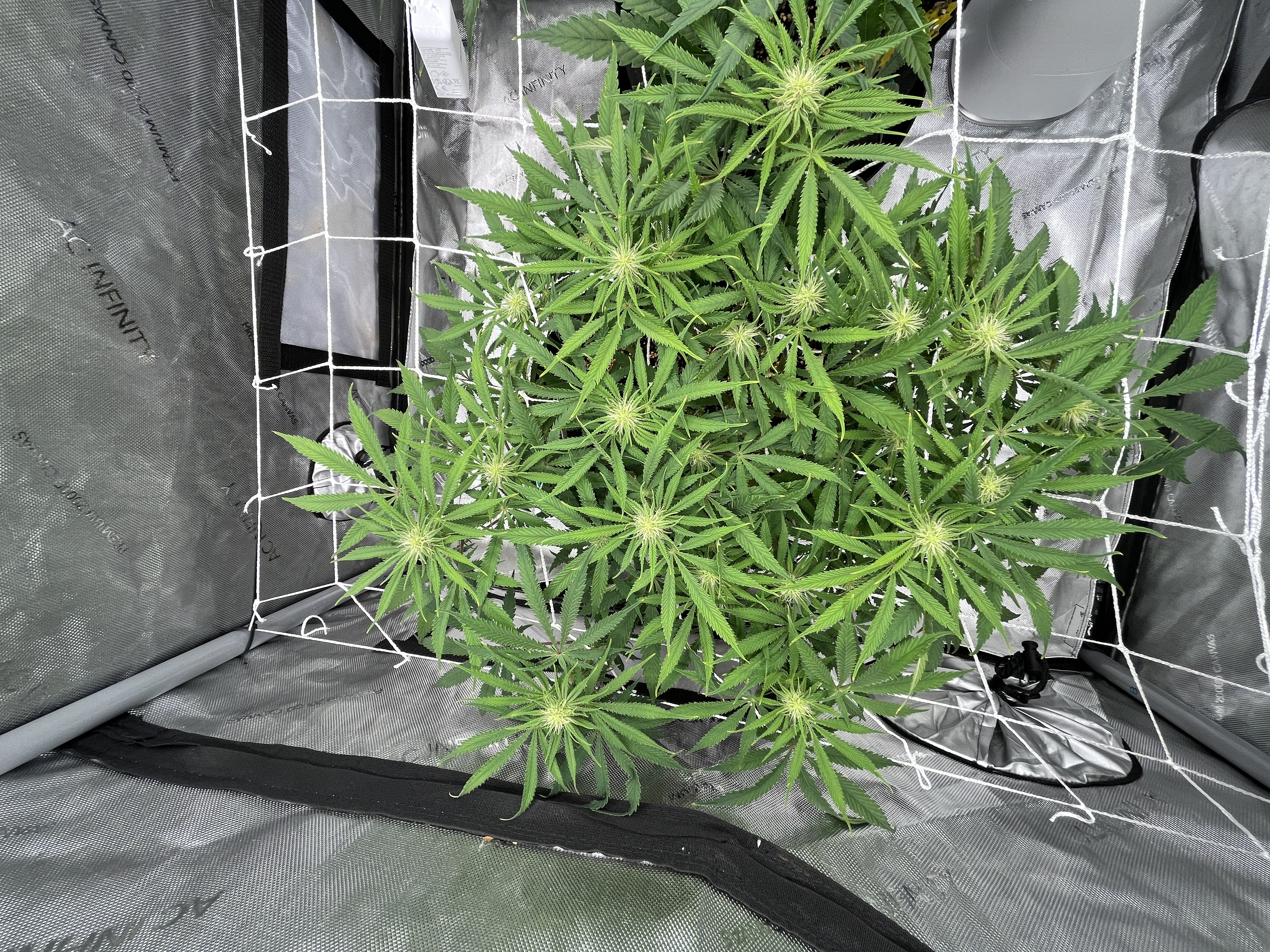 Imperial Marmalade  — flower, day 25