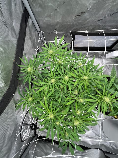 Imperial Marmalade  — flower, day 25