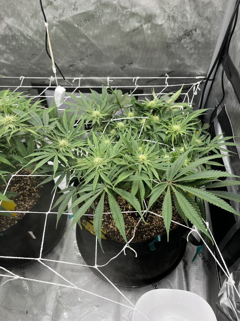Imperial Marmalade  — flower, day 28