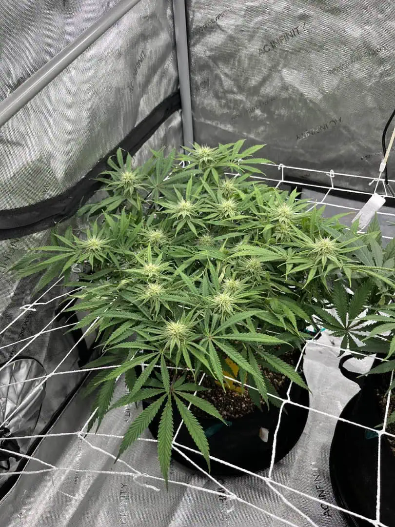 Imperial Marmalade  — flower, day 28