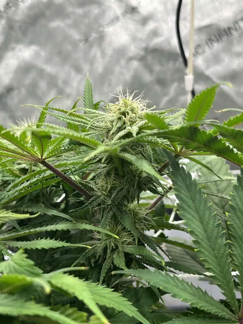 Imperial Marmalade  — flower, day 28