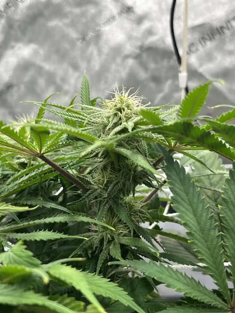 Imperial Marmalade  — flower, day 28