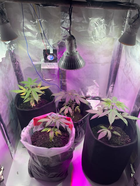 Grow 40x60