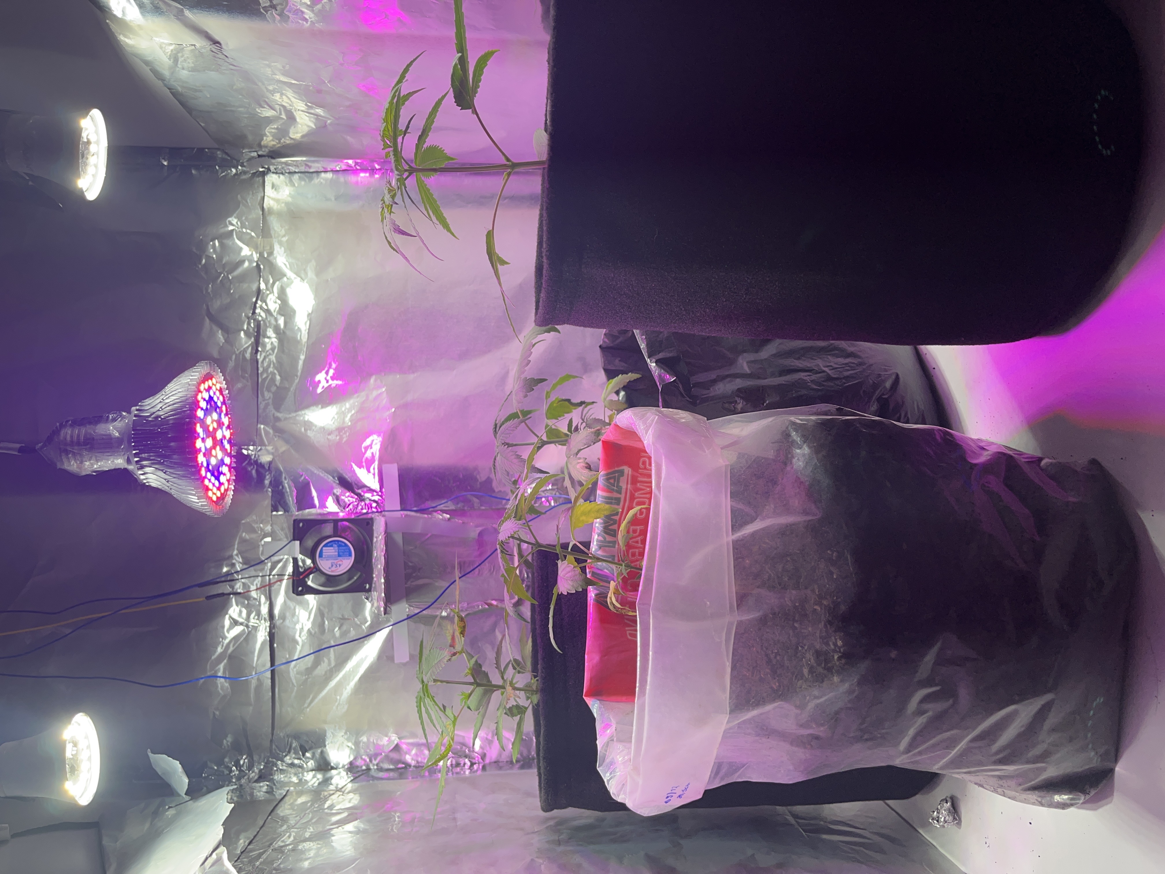 Grow 40x60 — vegetative, day 1