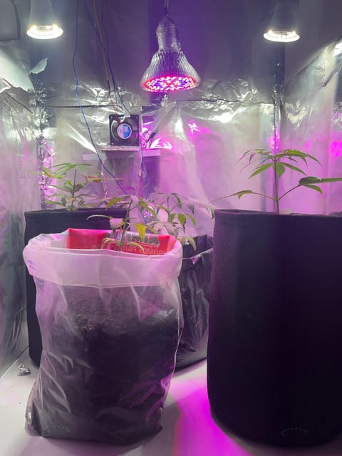 Grow 40x60 — vegetative, day 1