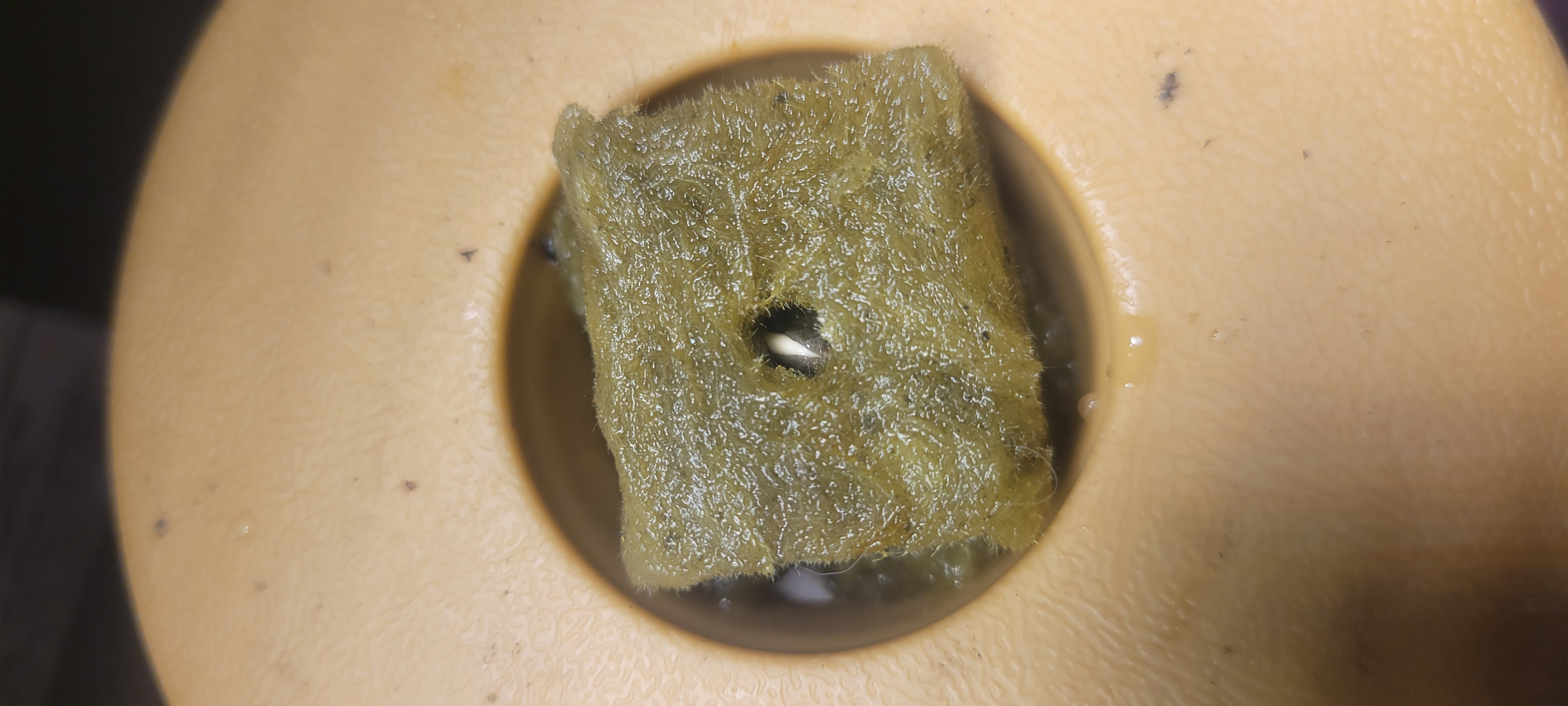 Little Grow Big Dream β germination, day 1