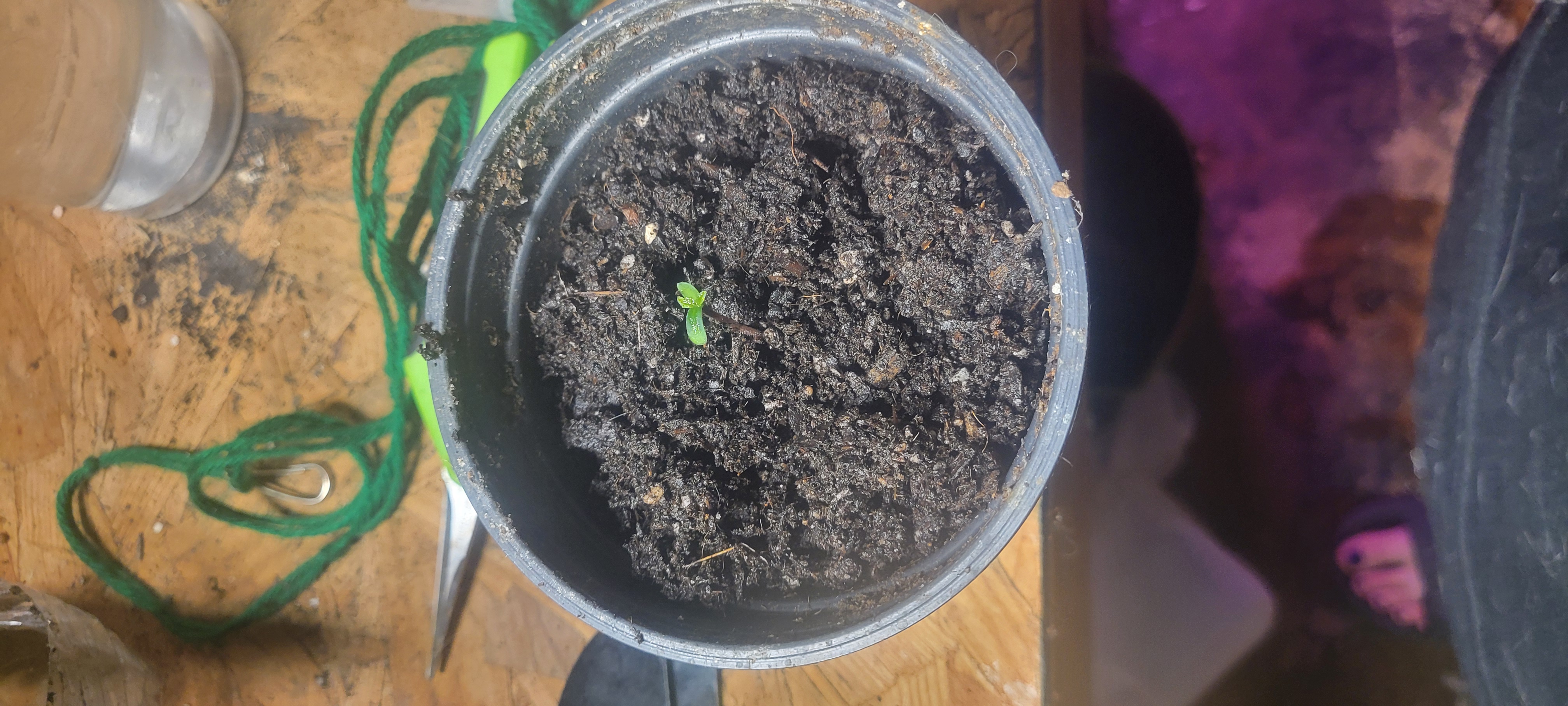 Little Grow Big Dream β germination, day 4