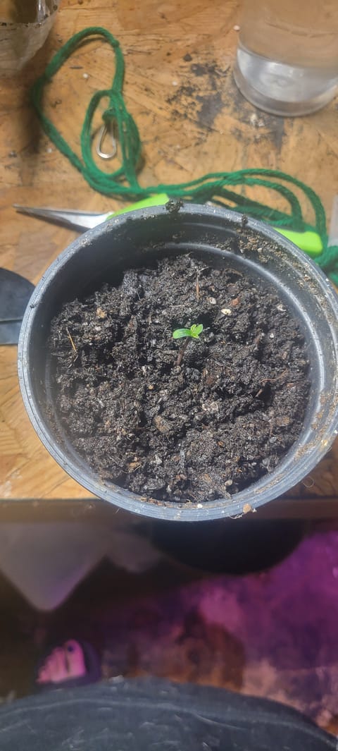 Little Grow Big Dream — germination, day 4