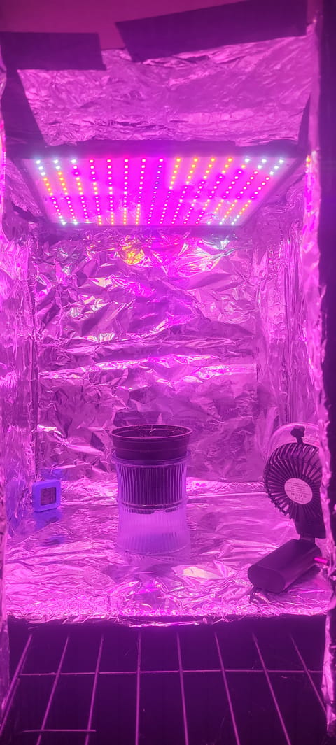 Little Grow Big Dream — germination, day 5