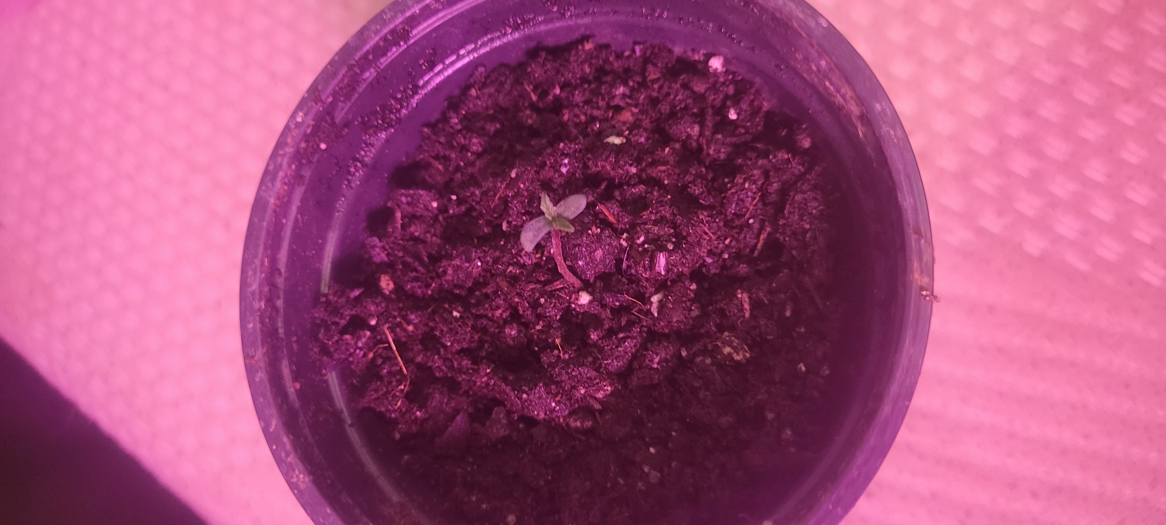 Little Grow Big Dream β germination, day 5