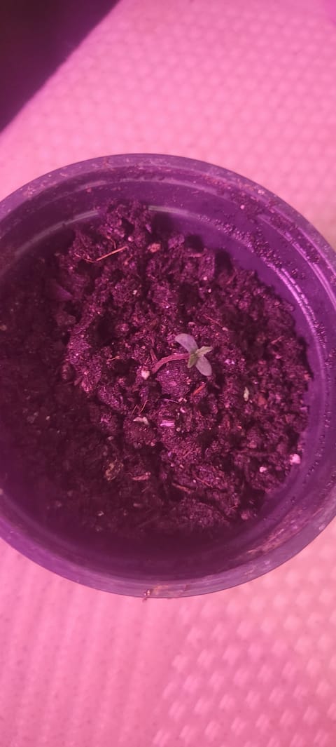 Little Grow Big Dream — germination, day 5