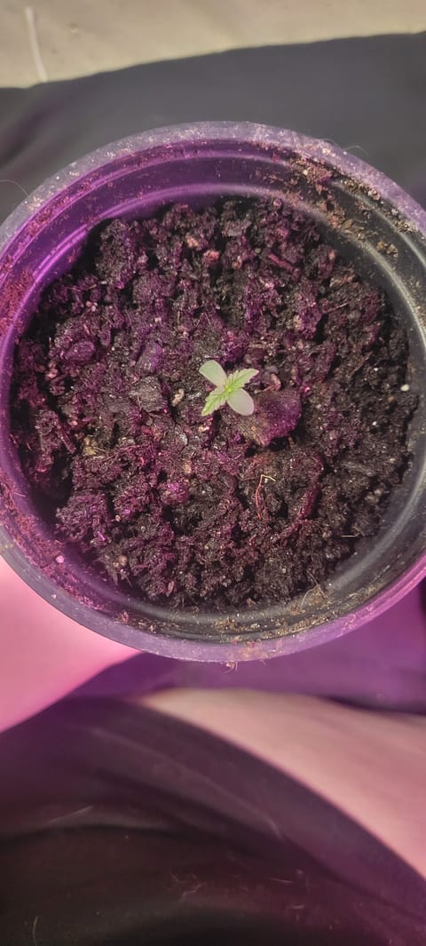 Little Grow Big Dream — germination, day 6