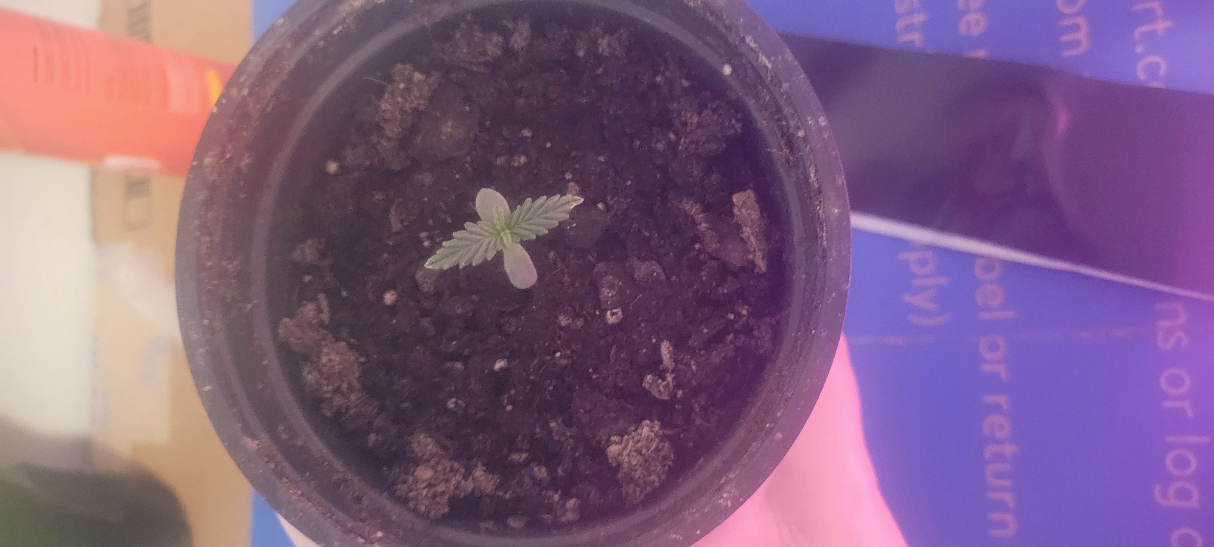 Little Grow Big Dream β germination, day 7