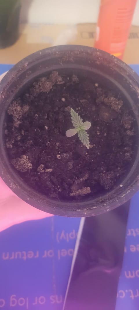 Little Grow Big Dream — germination, day 7