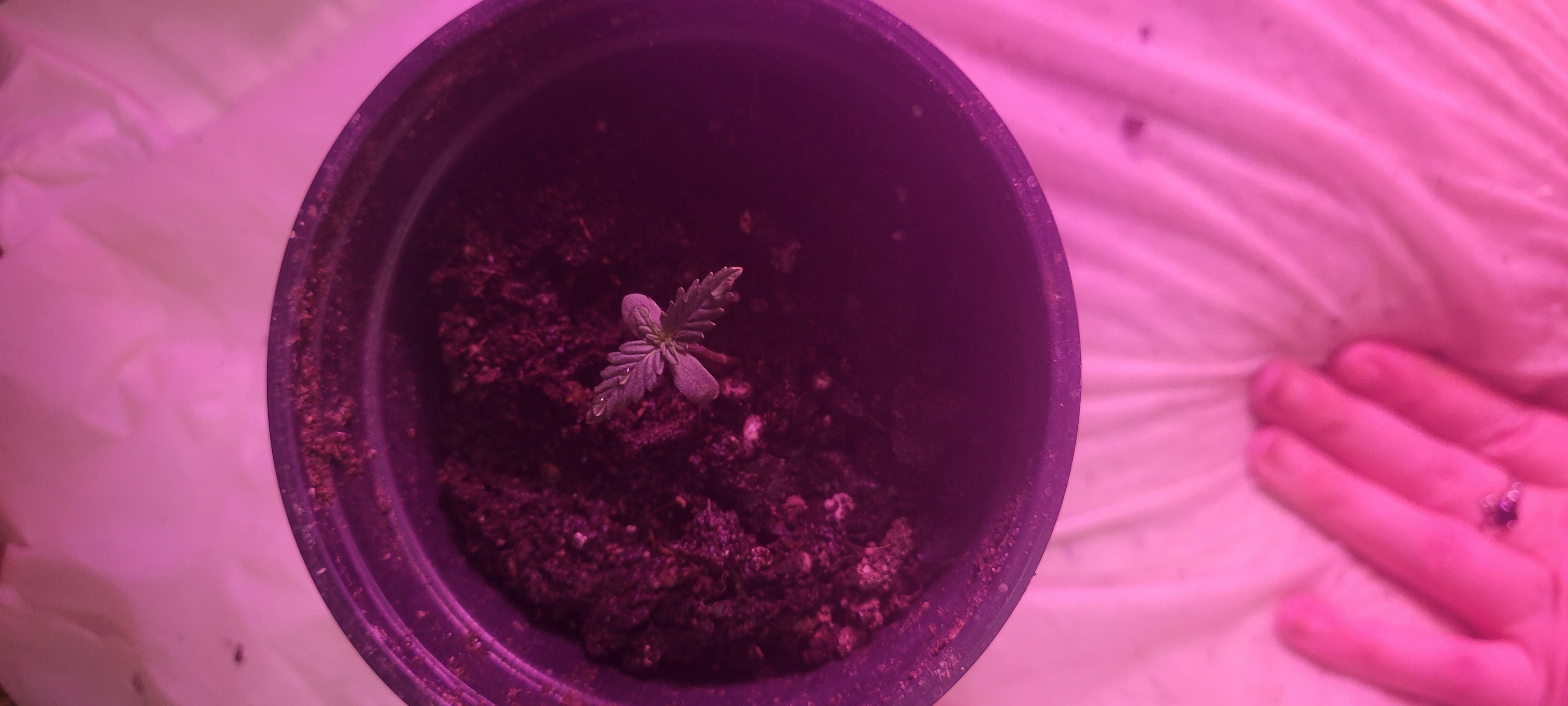 Little Grow Big Dream β germination, day 8