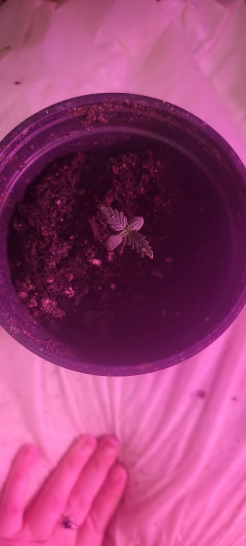 Little Grow Big Dream — germination, day 8