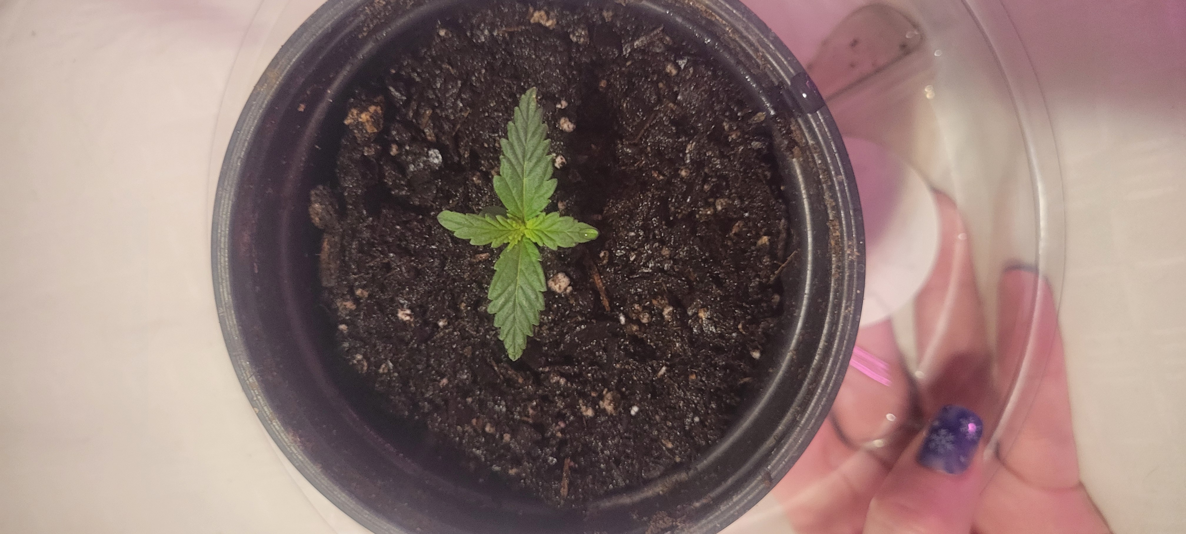 Little Grow Big Dream β vegetative, day 9