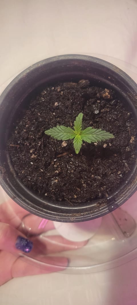Little Grow Big Dream — vegetative, day 9
