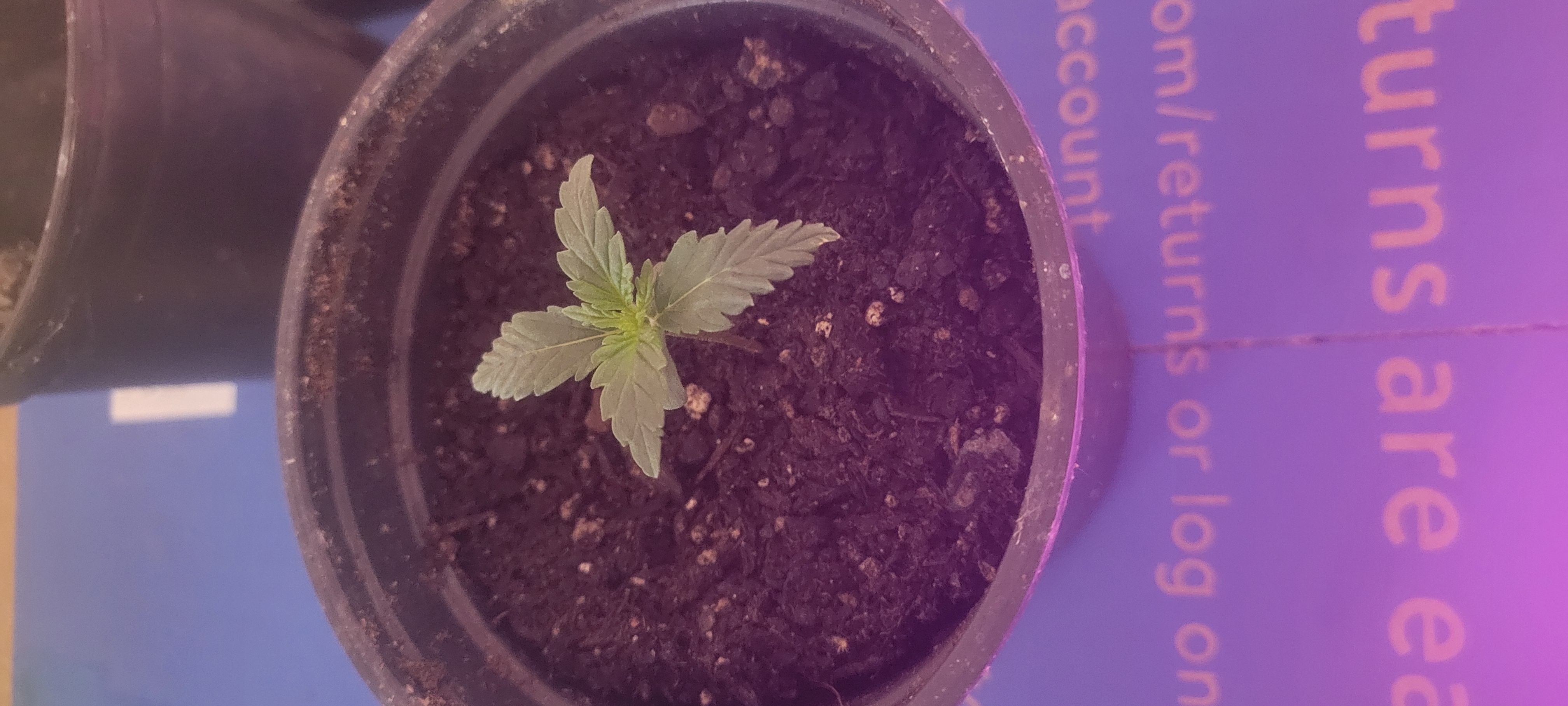 Little Grow Big Dream β vegetative, day 10