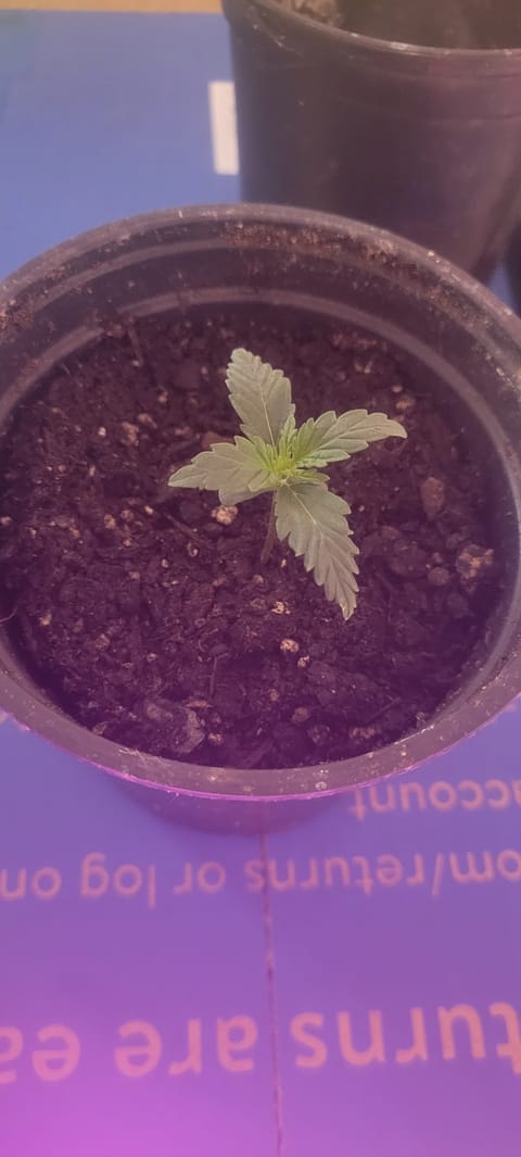 Little Grow Big Dream — vegetative, day 10
