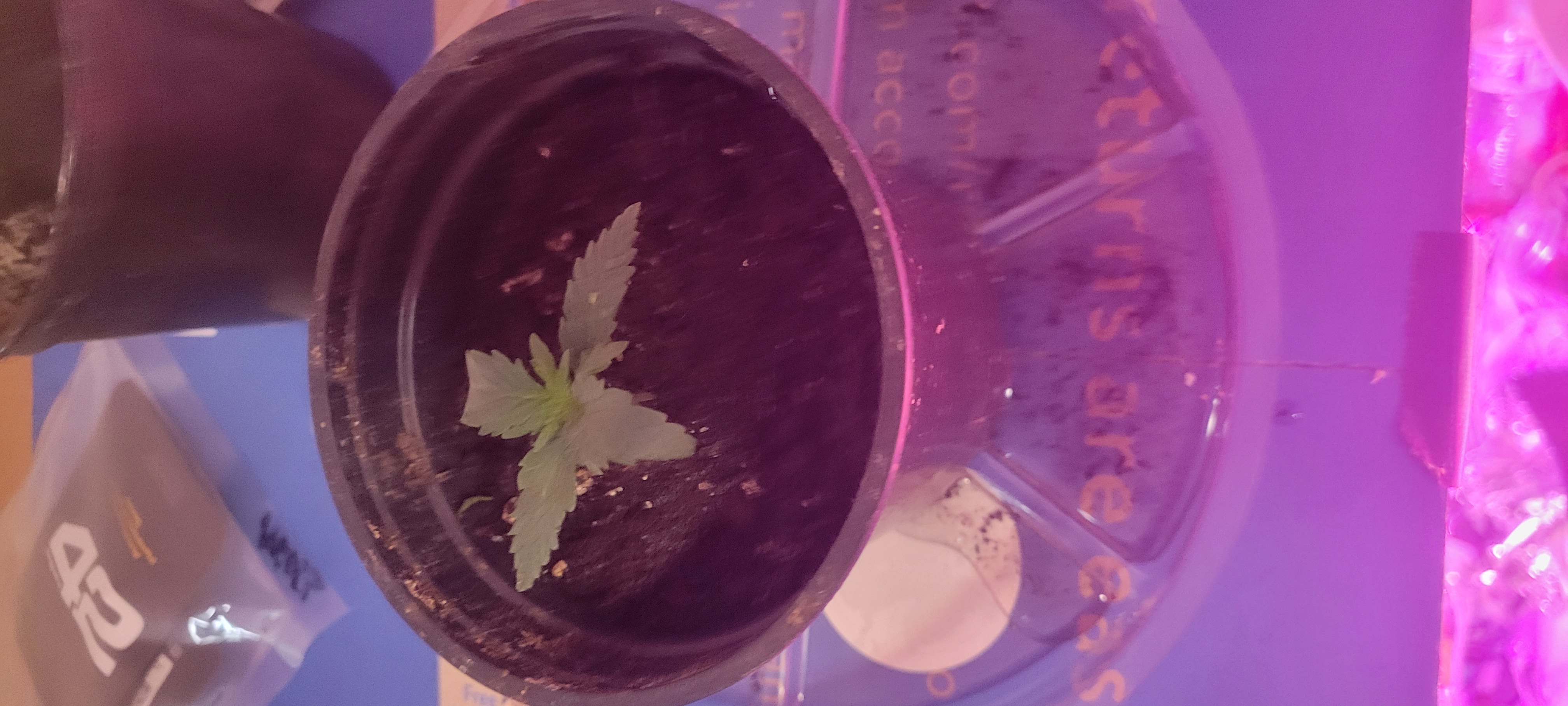 Little Grow Big Dream β vegetative, day 11