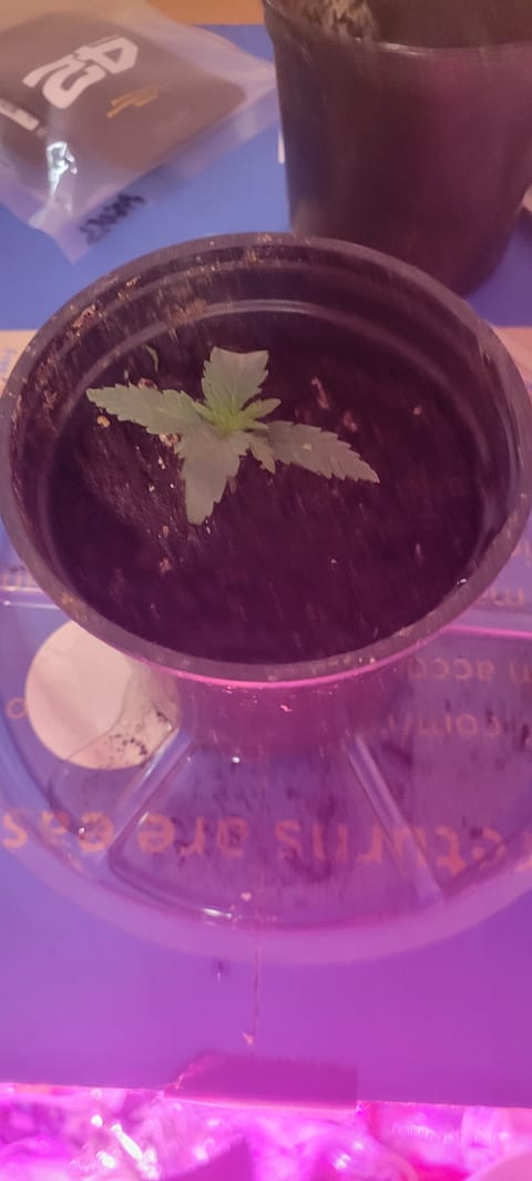 Little Grow Big Dream — vegetative, day 11