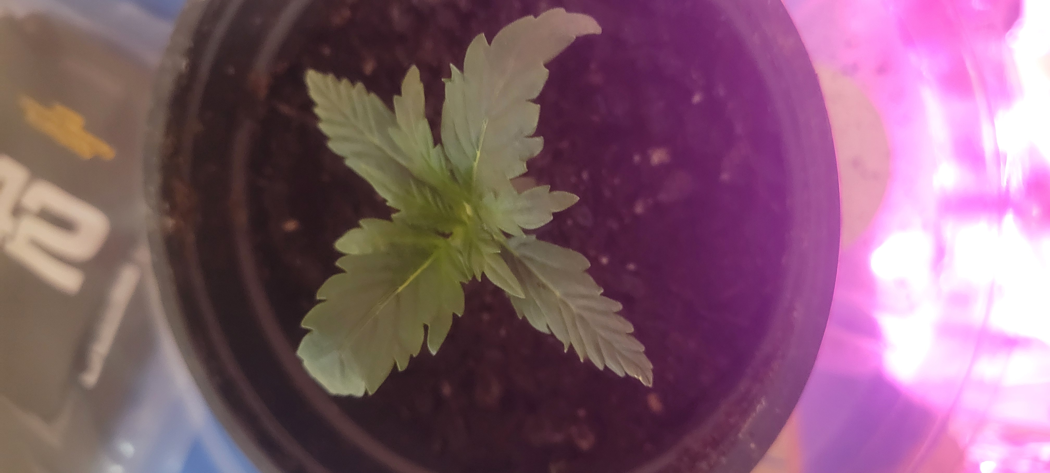 Little Grow Big Dream β vegetative, day 12