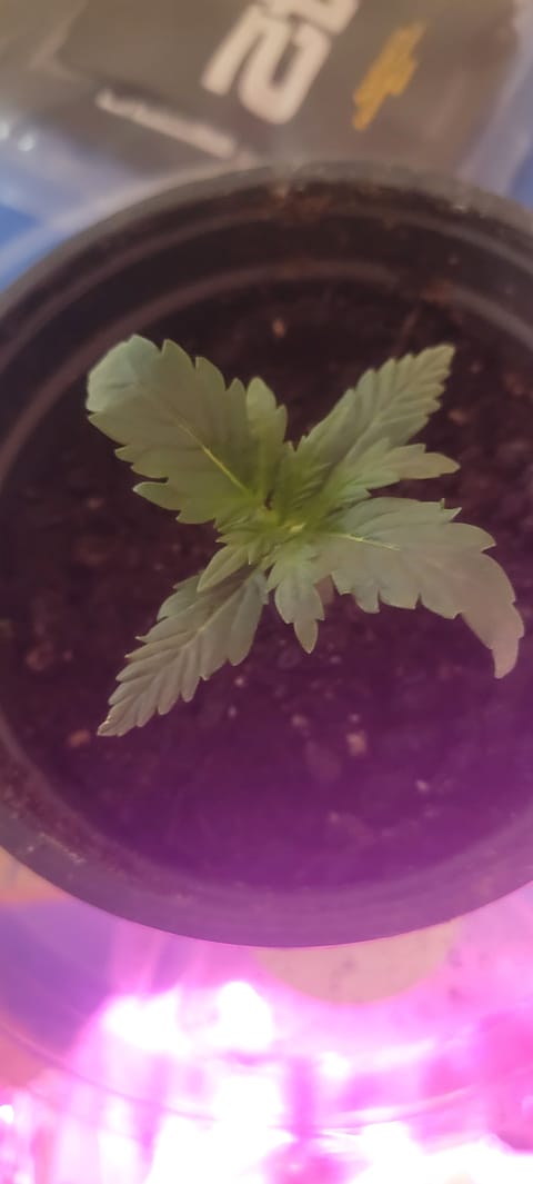 Little Grow Big Dream — vegetative, day 12