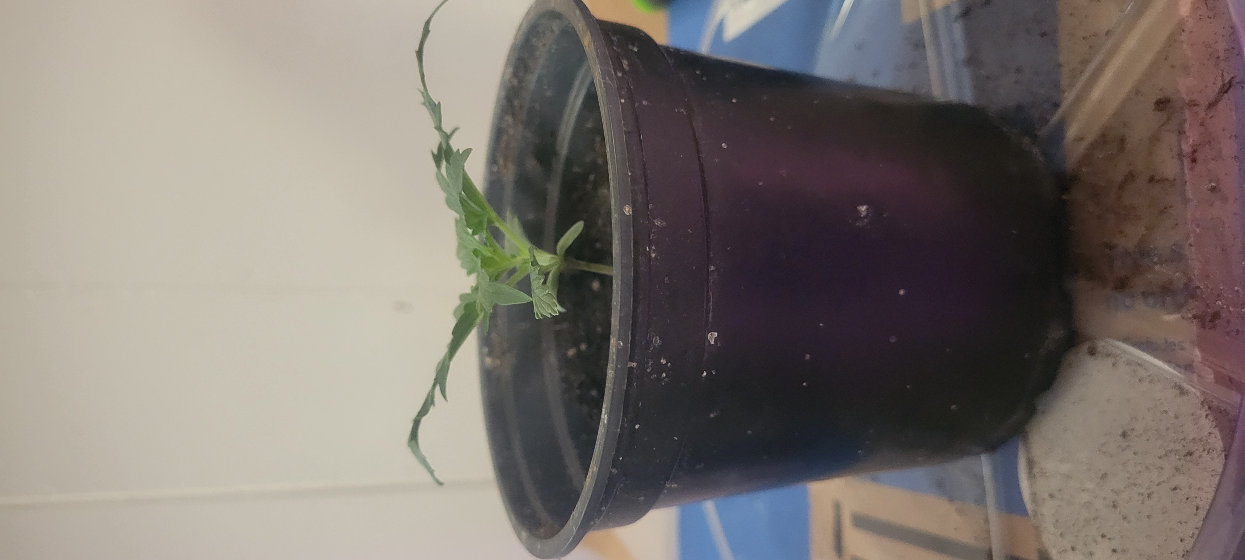 Little Grow Big Dream β vegetative, day 13