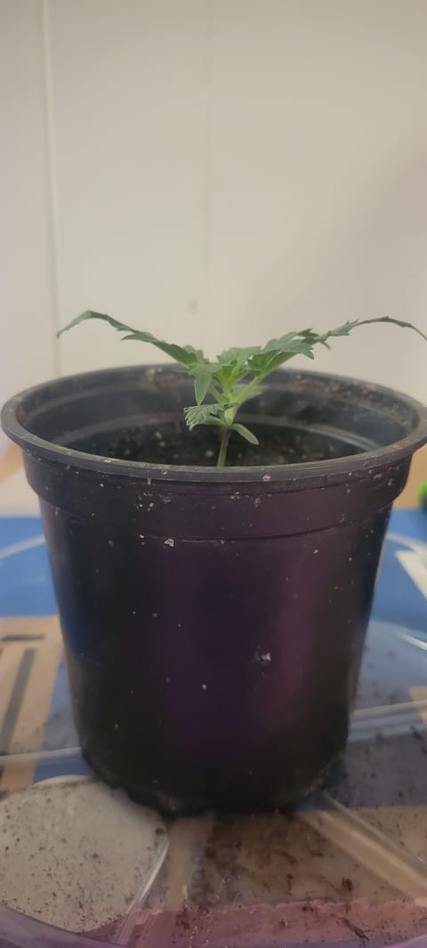 Little Grow Big Dream — vegetative, day 13
