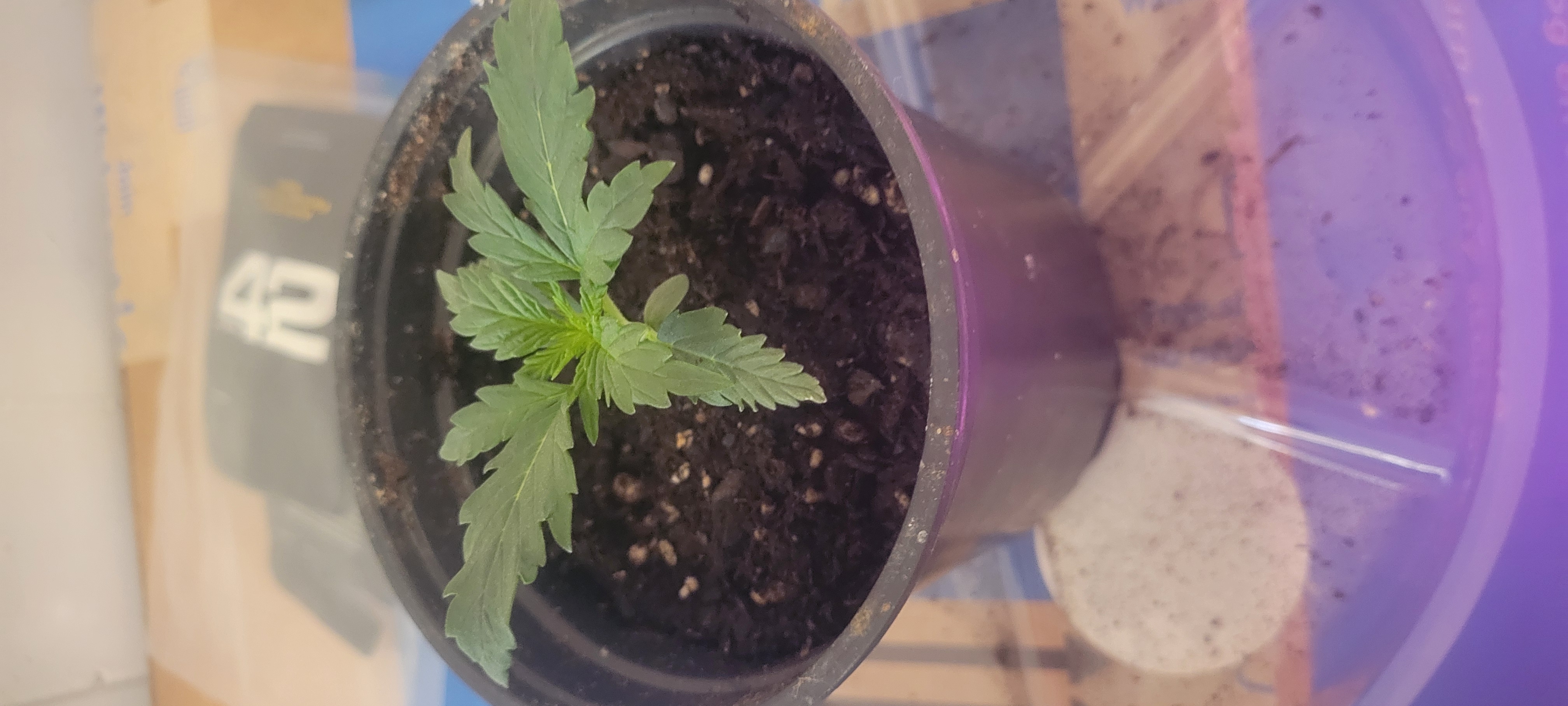 Little Grow Big Dream β vegetative, day 13