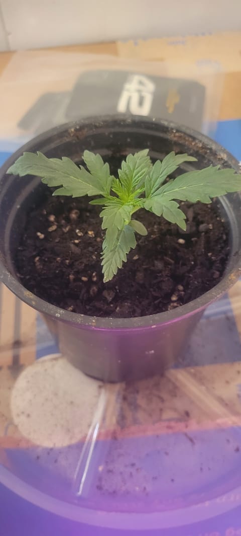 Little Grow Big Dream — vegetative, day 13