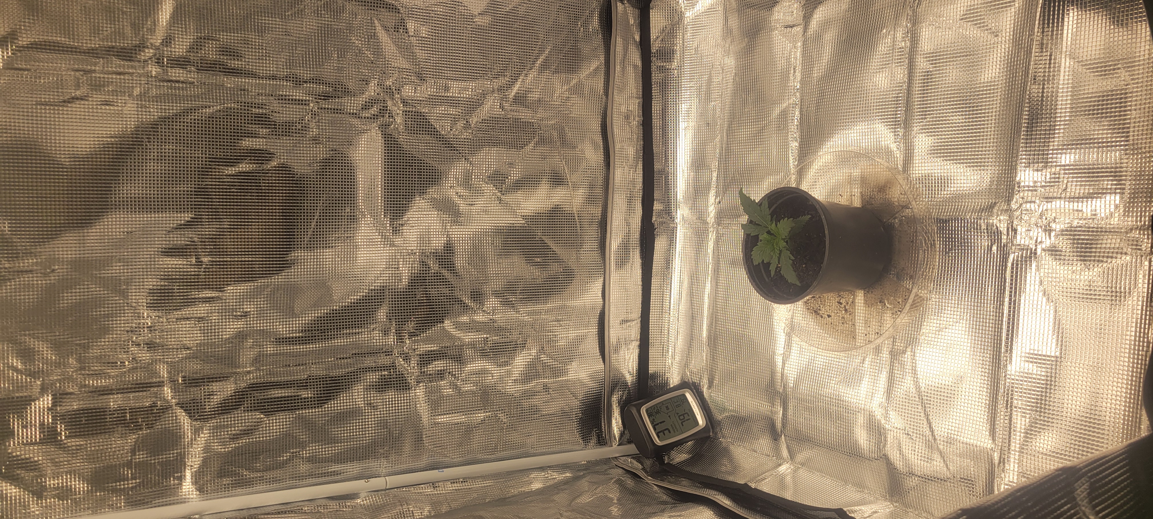 Little Grow Big Dream β vegetative, day 14