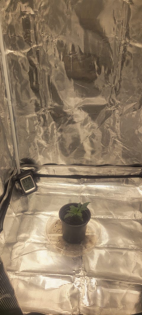 Little Grow Big Dream — vegetative, day 14