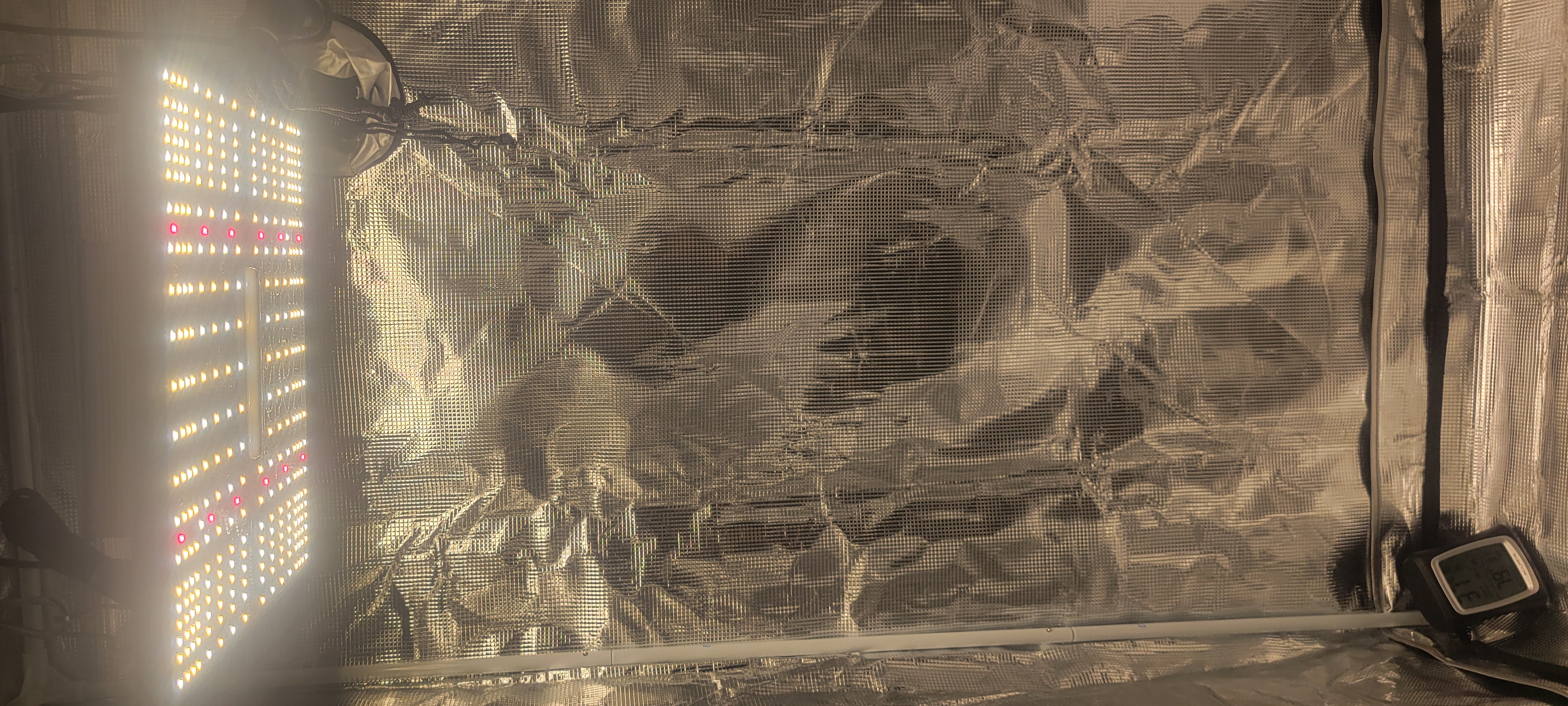 Little Grow Big Dream β vegetative, day 14