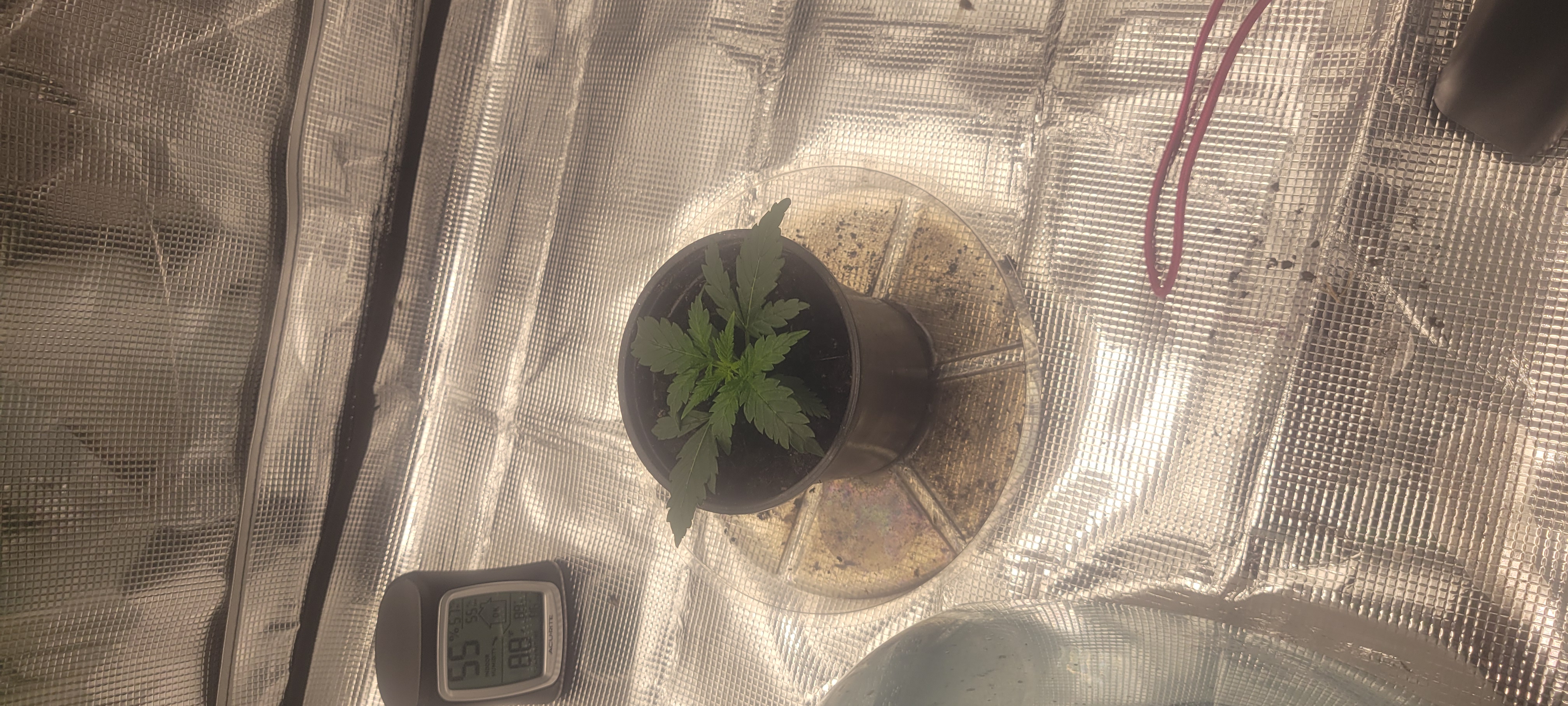 Little Grow Big Dream β vegetative, day 15