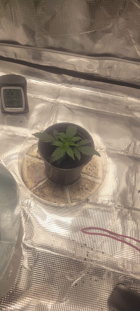 Little Grow Big Dream — vegetative, day 15